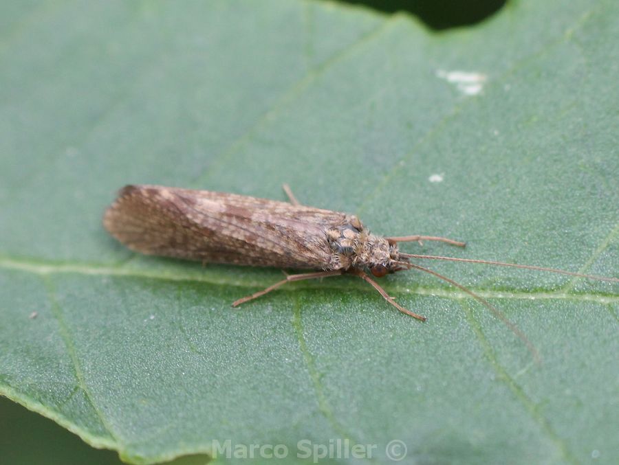 Tricottero Hydropsychidae del milanese